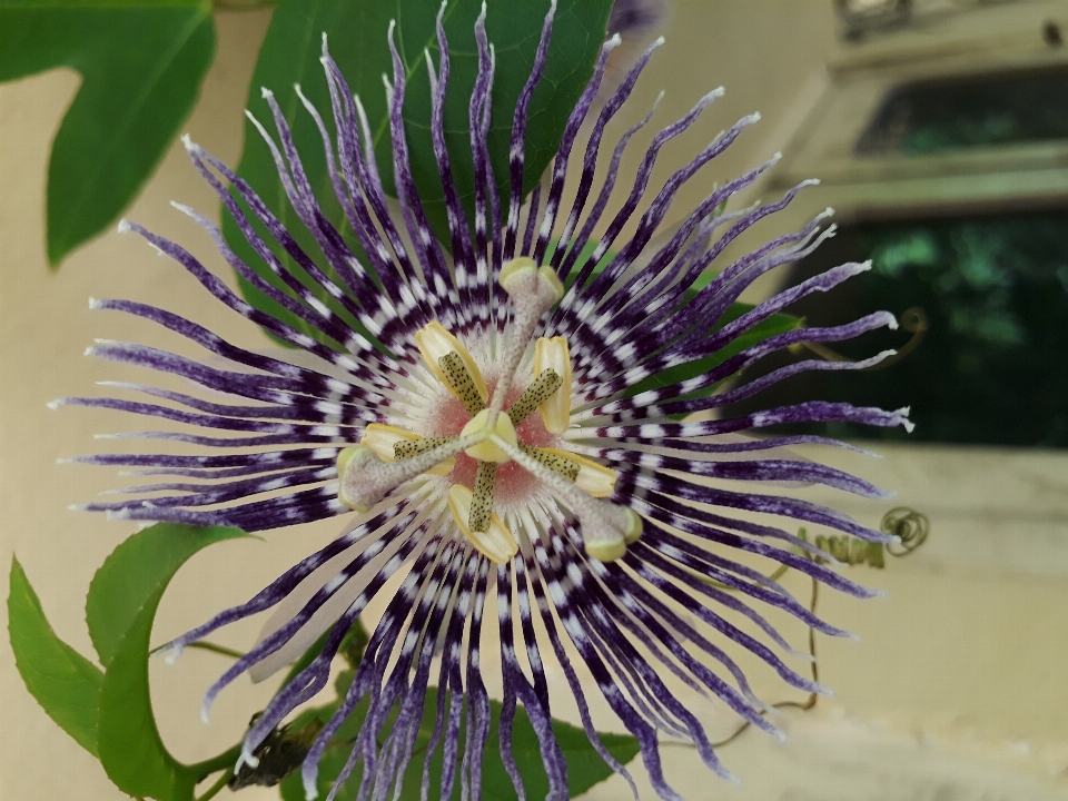 Fiore natura foglia verde
