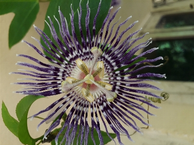 Foto Bunga alam hijau daun
 daun