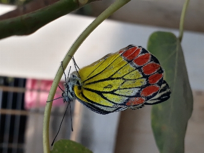 Fly orange yellow butter nature Photo