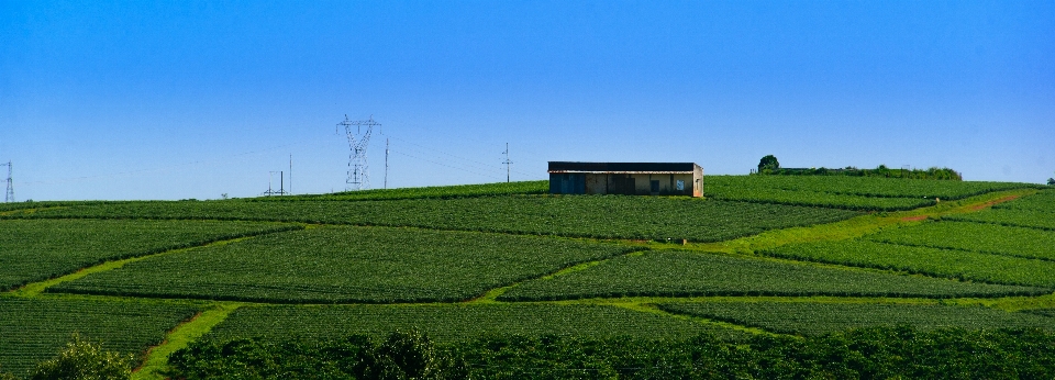 Teefarm
 tee natur landschaft