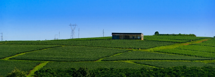 茶園
 お茶 自然 風景 写真