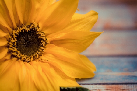 Sunflower flower yellow flowers Photo