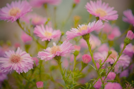 Flowers pink garden nature Photo