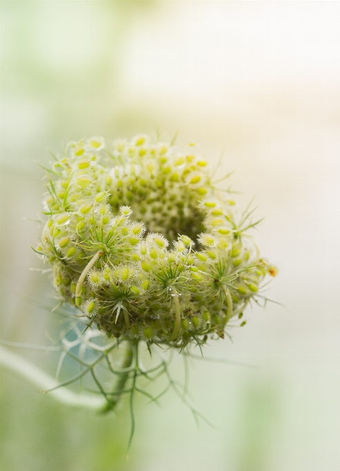 Blume gelb flora nahaufnahme
