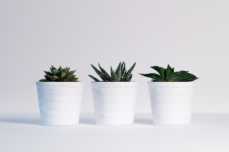 Plants green white background Photo