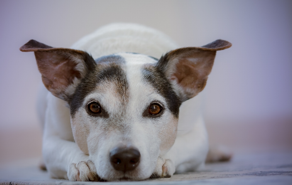 Köpek jack russel
 evcil hayvan renkli