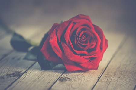 Rose roses red love Photo