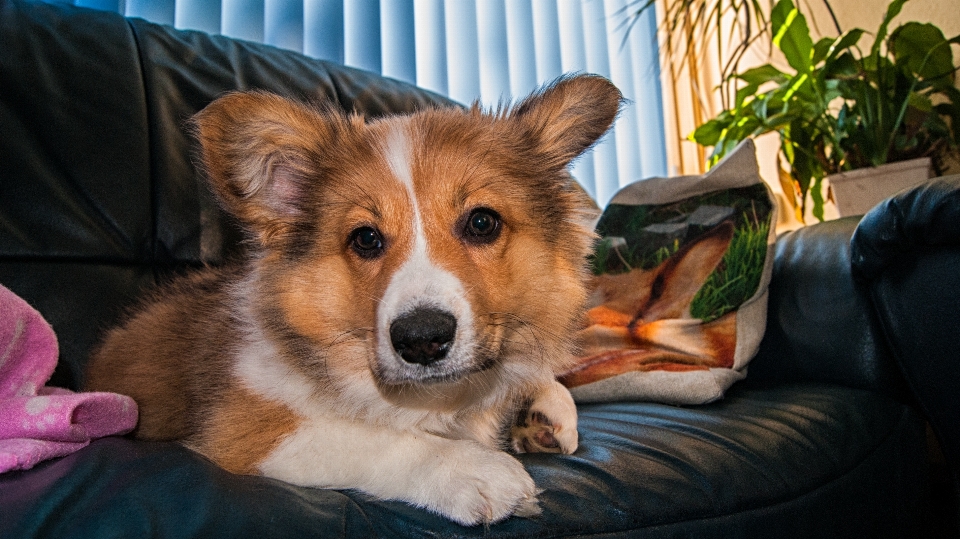 Welsh corgi dog puppy