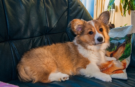 Welsh corgi dog puppy couch Photo