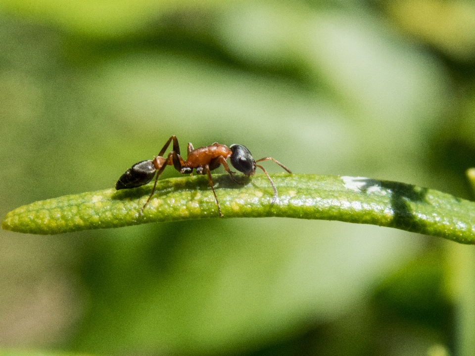 Ameise insekt natur makro