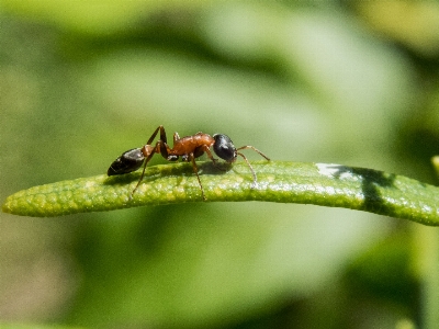 Ant insect bug nature Photo