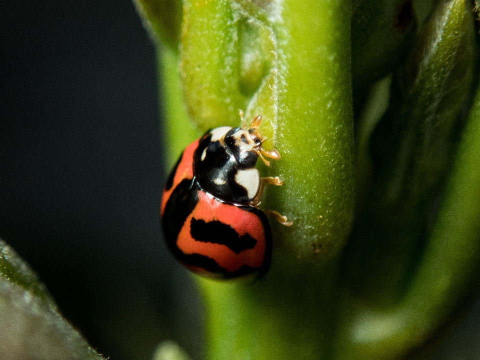 Coccinella insetto natura piccolo