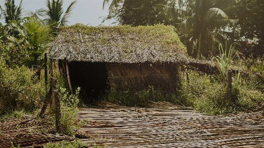 Daylight farm forest grass Photo