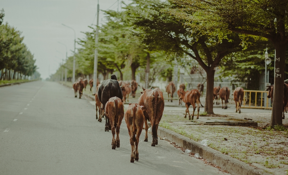 Agriculture countryside cows daylight