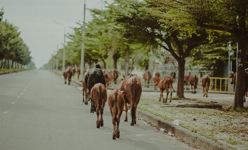 Agriculture countryside cows daylight Photo