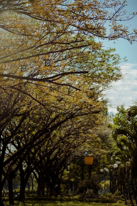 木 風景 美しい 自然