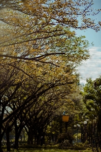 Tree landscape beautiful natural Photo