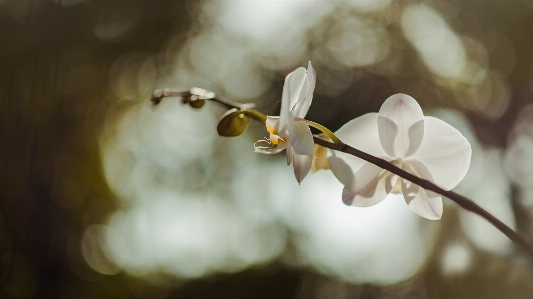 Landscape natural flowers sky Photo