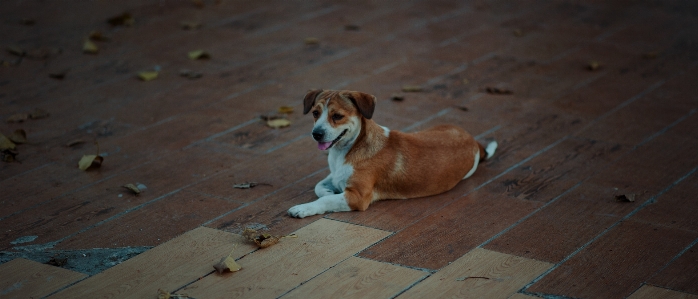 Foto Adorabile animale razza canino
