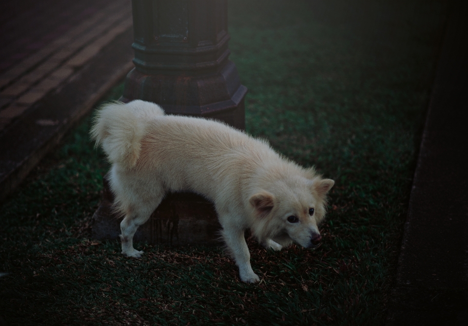 La photographie naturel animaux chien