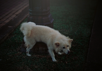 Foto Fotografi alami hewan anjing