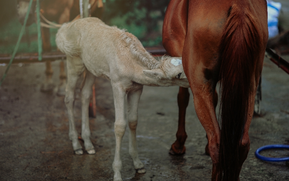 Animals close up domestic farm