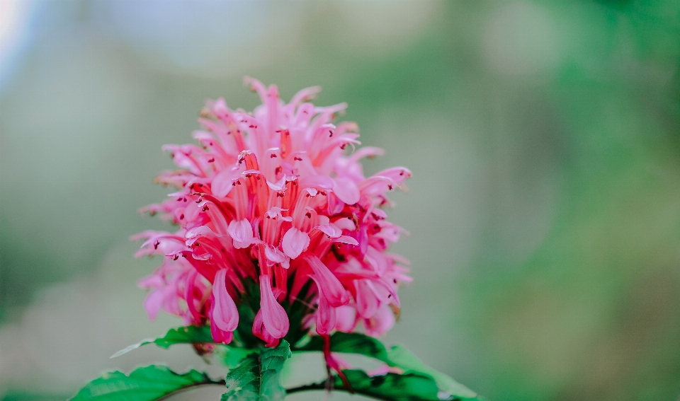 Beautiful bloom blooming blur