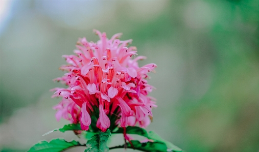 Beautiful bloom blooming blur Photo