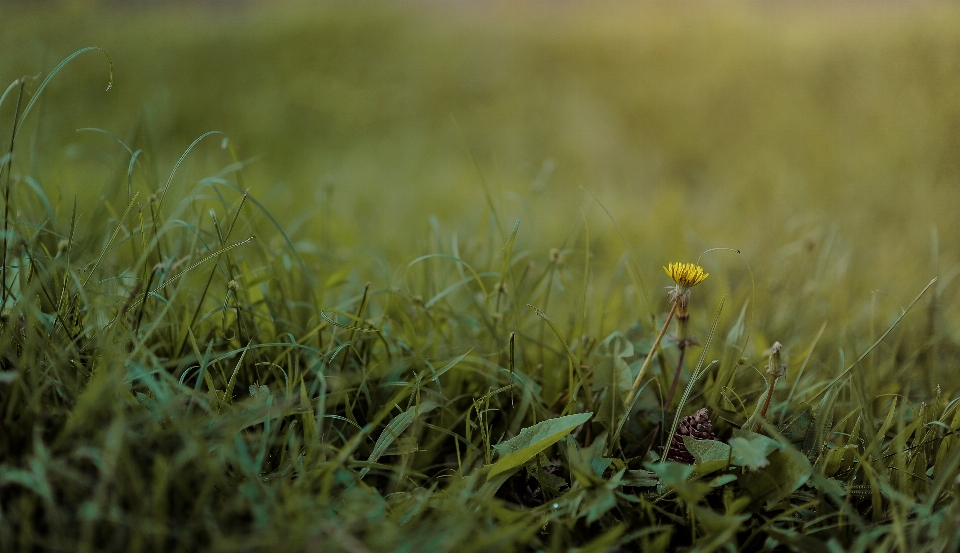 Paysage beau naturel herbe