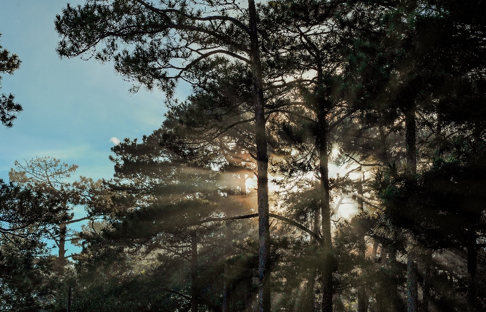 Branches clouds dawn daylight