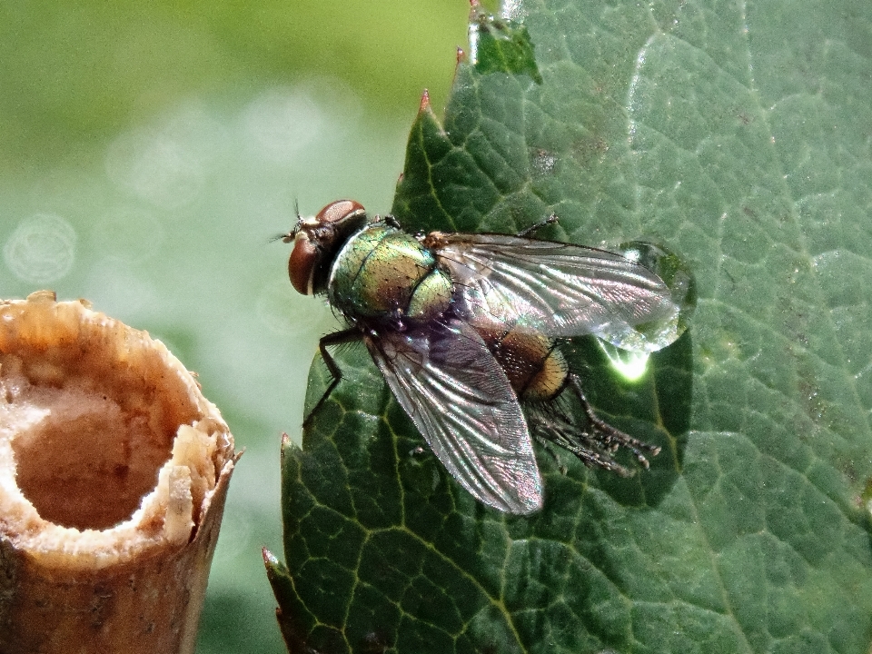 Latać owad natura makro