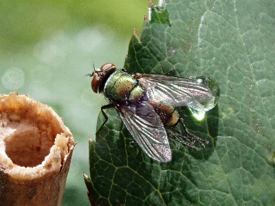 Fliege insekt natur makro Foto