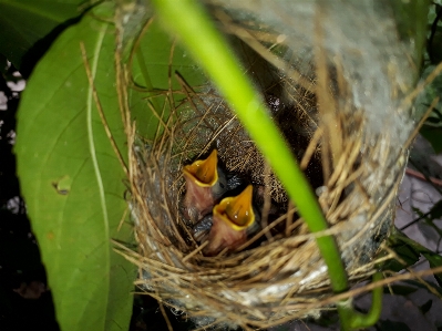 Foto Sarang burung daun kecil
