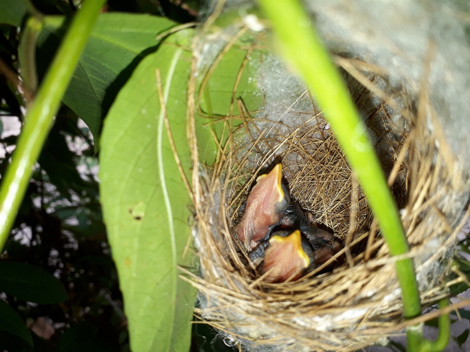 Sarang burung daun kecil
