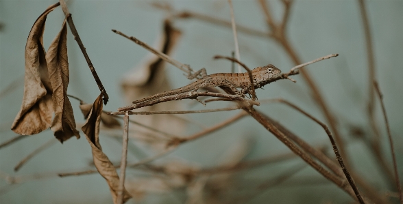 Foto Hewan imut-imut cantik fauna