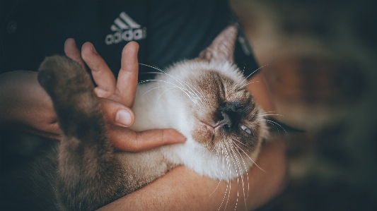 Animal cat face close up Photo