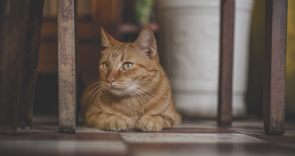 猫 動物 かわいい 素晴らしい