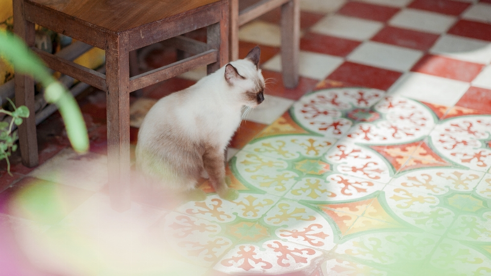 고양이 동물 귀여운 사랑스러운