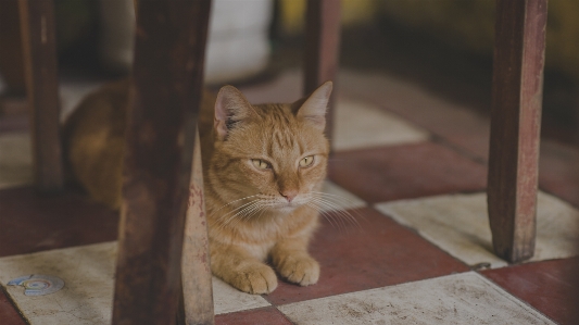 Foto Kucing hewan imut-imut cantik