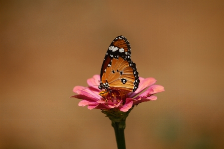 Butterfly wildlife wild insect Photo