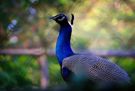 Animal photography avian beak Photo