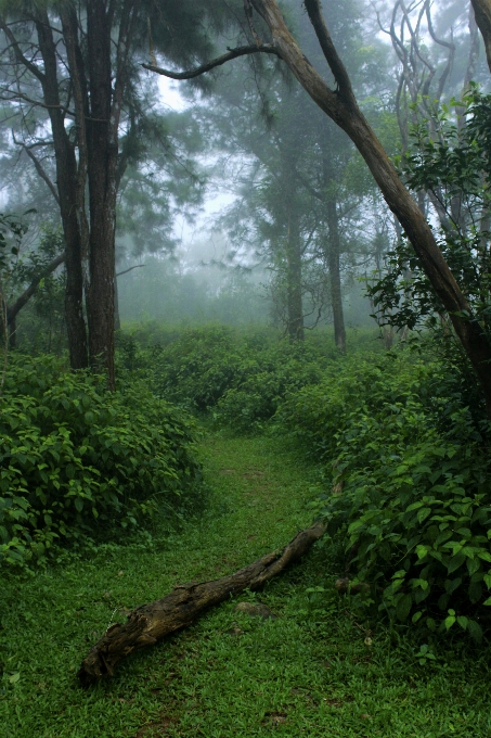 Trees green mist nature