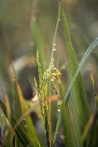 Rice plant paddy Photo