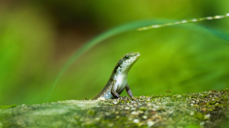 Skink lizard animal reptile