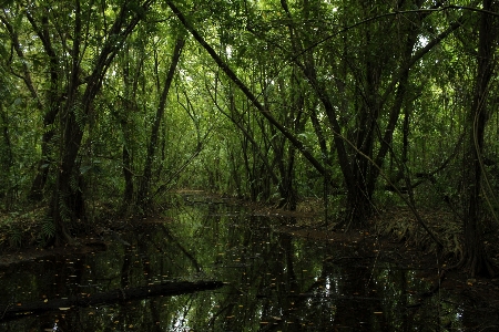 Forest green nature tree Photo