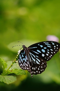 Foto Natureza borboleta verde selvagem