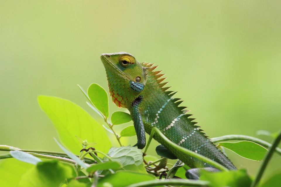 Caméléon
 animal sauvage faune