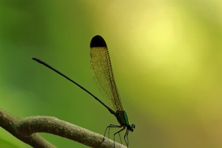 Black tipped forest Photo