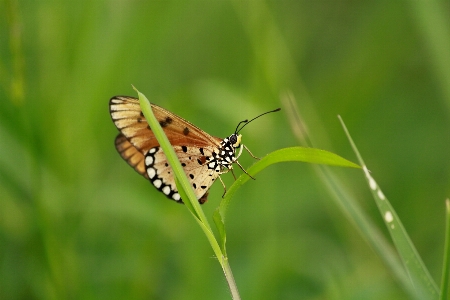 Foto Borboleta pardo
 acraea
 animais selvagens