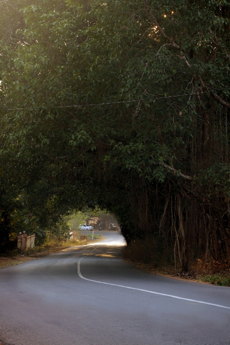 Nature road tree lane